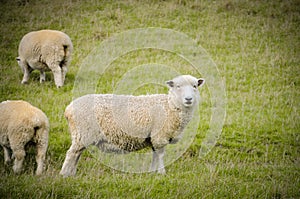 White sheep on green grass in sunny day, new zealand