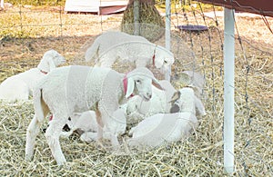 White Sheep Group Eating Straw and Squat in Sheepfold or Stall