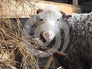 White sheep at the hay trough. Portrait of an animal