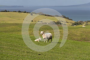 White sheep and her newborn lamb on green grass hill at Shakespear Regional Park, New Zealand