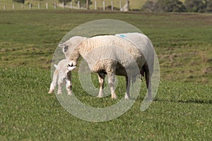 White sheep and her newborn lamb on green grass hill at Shakespear Regional Park, New Zealand
