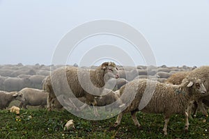 White sheep herd graze in Dagestan. Russia