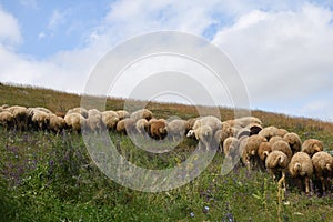 White sheep herd graze in Dagestan. Russia