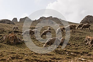 White sheep herd graze on slope of caucasian mountains in sunny golden weather. Highlands cattle breeding in Dagestan.