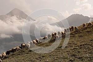 White sheep herd graze on summer mountain slope in highland in sunny clear weather with white clouds and peak of mountain.