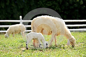 White Sheep and lamp eating grass in countryside farm, Thailand
