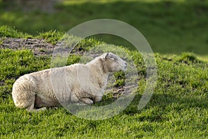 A white sheep lies quietly on a grassy hill. Selective focus, trees in the background