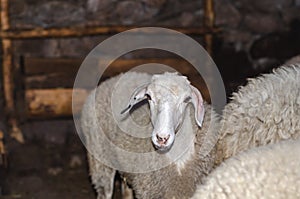 White sheep is looking at the camera