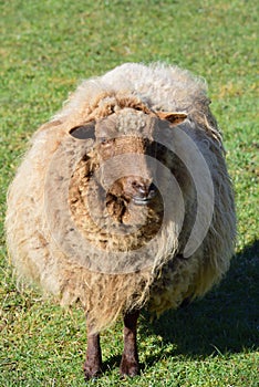 A white sheep with a lot of wool or fur stands in portrait format on a green meadow and looks forward