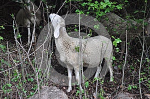 White sheep mammal animal