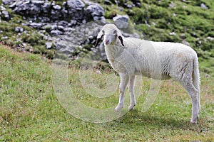 White sheep in mountain meadows