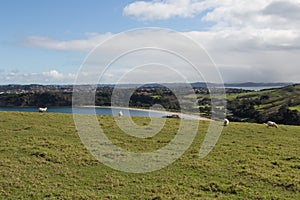 White sheep peacefully grazing at green grass hill, Shakespear Regional Park, New Zealand