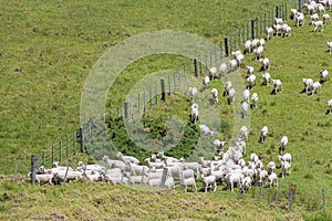 White sheep peacefully grazing at green grass, Shakespear Regional Park, New Zealand