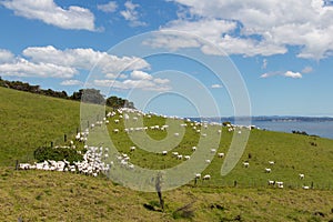 White sheep peacefully grazing at green grass, Shakespear Regional Park, New Zealand