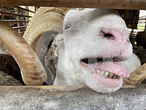 A white sheep in a pen, only the sheep\'s face between the pens of bamboo slats