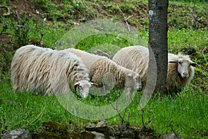 White sheep relaxing in a lush green meadow beneath a leafy tree in the countryside