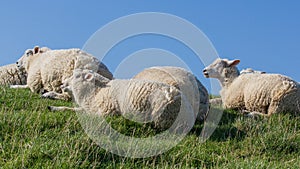 White sheep resting on the