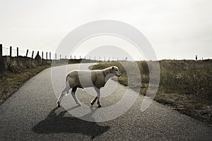 White sheep on road. Lamb crossing street. Baby sheep walking