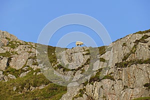 white sheep on a rocky, pasture in the Highlands of Scotland