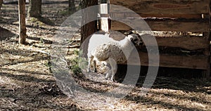 White sheep scratching on the wooden fence in the forest on the farm.