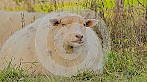 White sheep sitting in a meadow photo