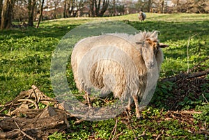 White sheep with soft winter fur in meadow