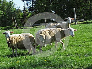 White Sheep Standing on Green Grass and Looking at Us