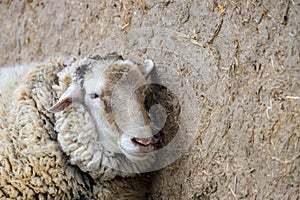 White sheep stands in a stable on a farm, spring and summer rural view, Breeding cattle