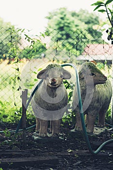 White sheep statue and green