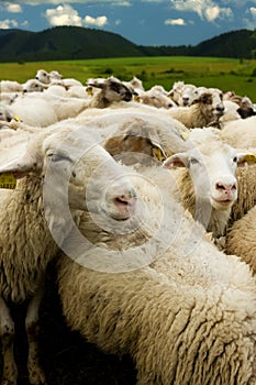 White sheep with tags