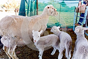 White sheep triplet lambs and mom