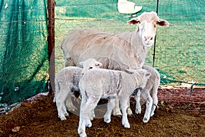 White sheep triplet lambs and mom