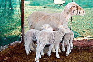 White sheep triplet lambs and mom