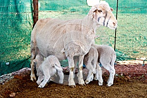 White sheep triplet lambs and mom