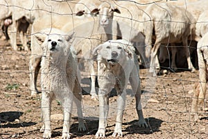 White sheepdogs