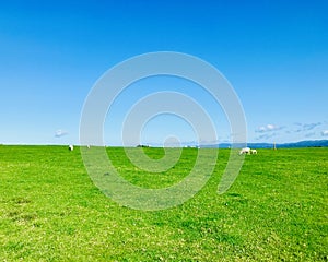 White sheeps, blue sky and green grass under sunshiny day. photo