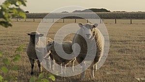 white Sheeps . Farm animals. White lambs in paddock on wheat field background.Animal husbandry and agriculture concept