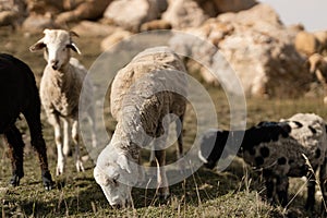 White sheeps graze on slope of caucasian mountains in sunny golden weather, closeup. Highlands cattle breeding in Dagestan.