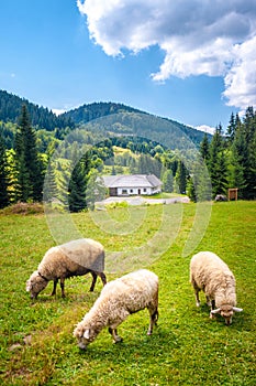 White sheeps grazing on the meadow.