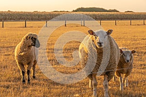 white Sheeps in paddock .Farm animals. Animal husbandry and agriculture concept.Breeding and rearing sheep.Sheep woolen
