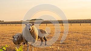 white Sheeps in paddock on wheat field background.Farm animals. Animal husbandry and agriculture.Breeding and rearing