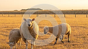 white Sheeps in paddock on wheat field background.Farm animals. Animal husbandry and agriculture concept.Breeding and