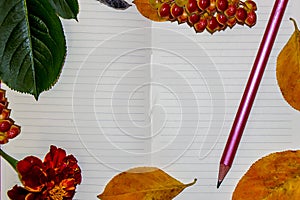 A white sheet of a notebook, autumn yellow and green leaves, berries of a guelder-rose, a pencil.