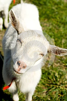 White shegoat