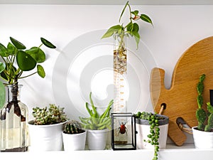 White shelf with multiple succulents plants and framed taxidermy insect art of a colorful red beetle