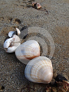 White Shell Beach