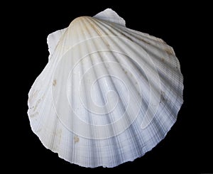 White Shell on Black Background