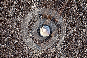 White shell on black sand