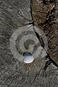 White shell on old cracked tree trunk textured, brown blurry background, close up detail