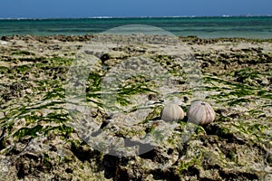 White shell of a sea urchin mollusc on sea shore